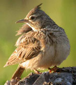 Birding in Extremadura, Spain - Crested Lark © John Muddeman